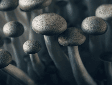 Mushroom Myths and Misconceptions: Separating Fact from Fiction