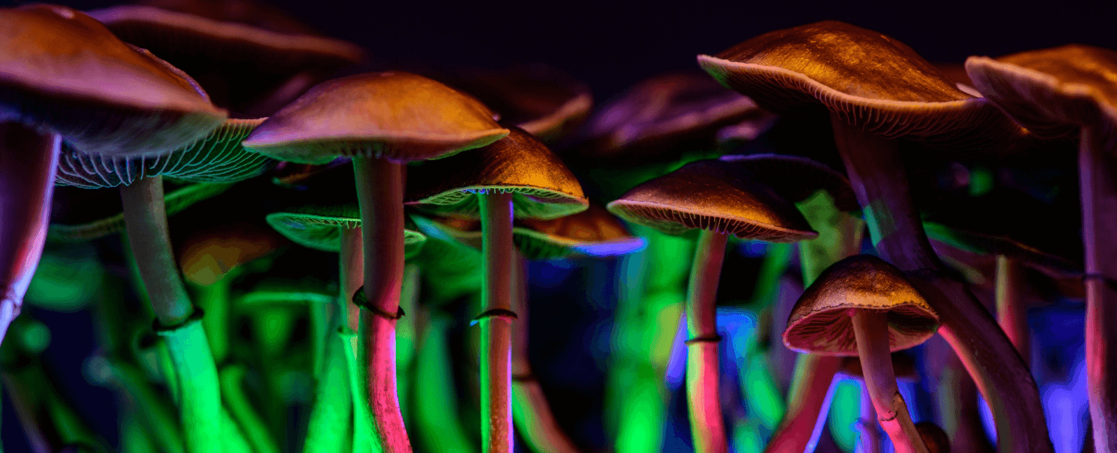 Multiple Studies Identify Psilocybin as a Possible Treatment for Color Blindness