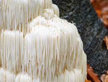 The Complete Guide to Lion’s Mane Mushrooms