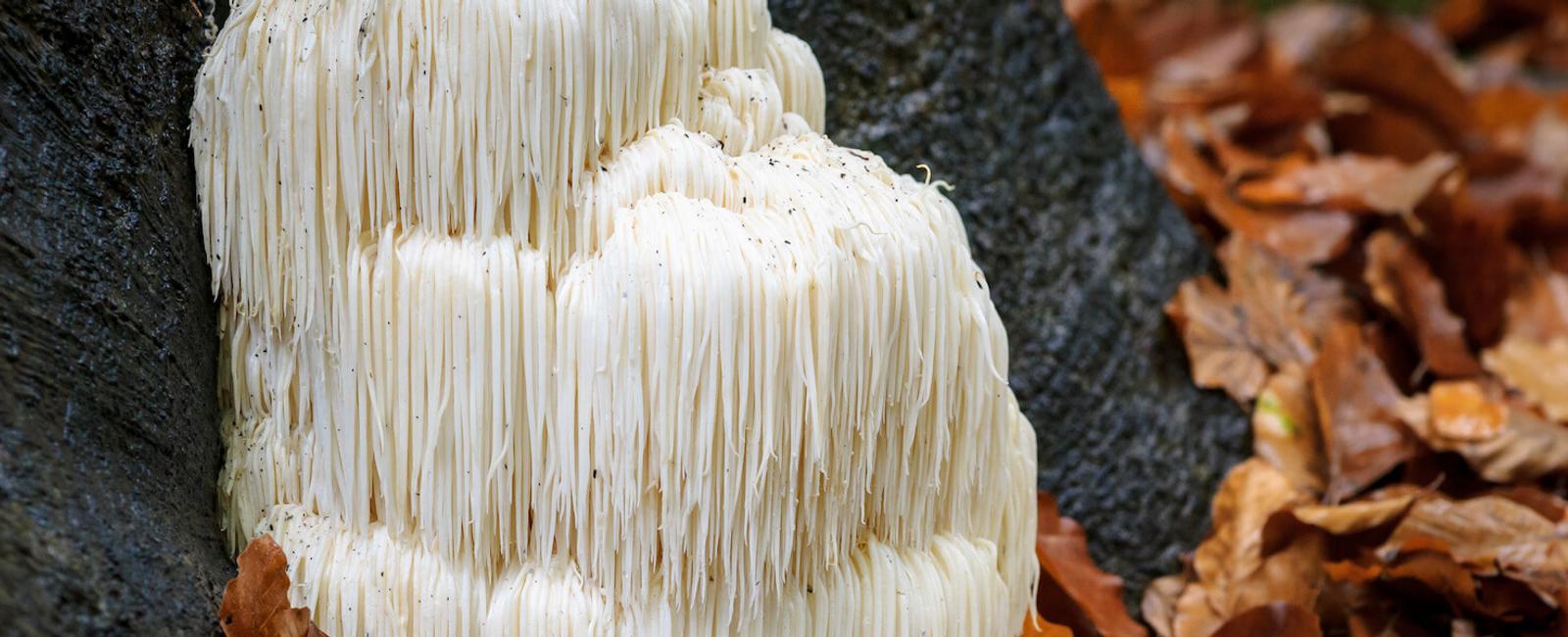 The Complete Guide to Lion’s Mane Mushrooms