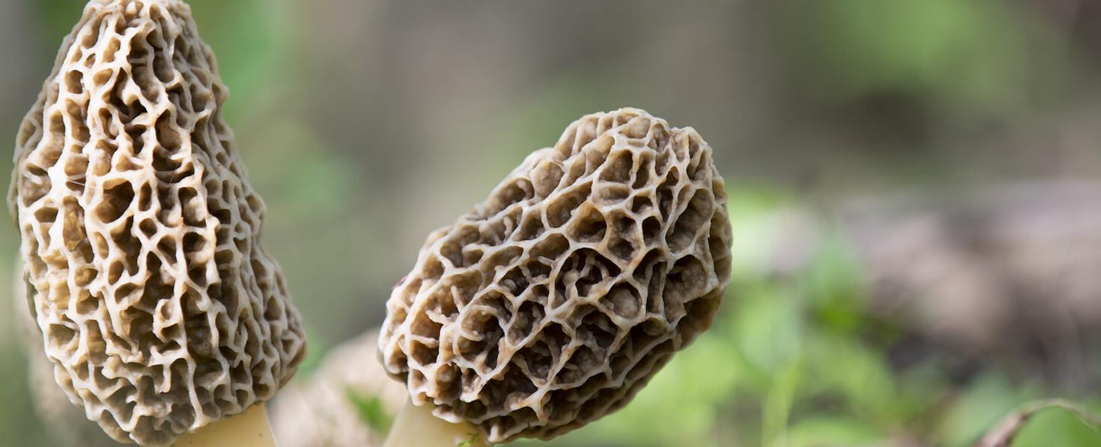 The Complete Guide to Morel Mushrooms