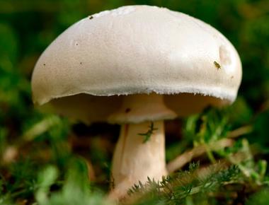 The Complete Guide to Agaricus Bisporus (Button Mushrooms)