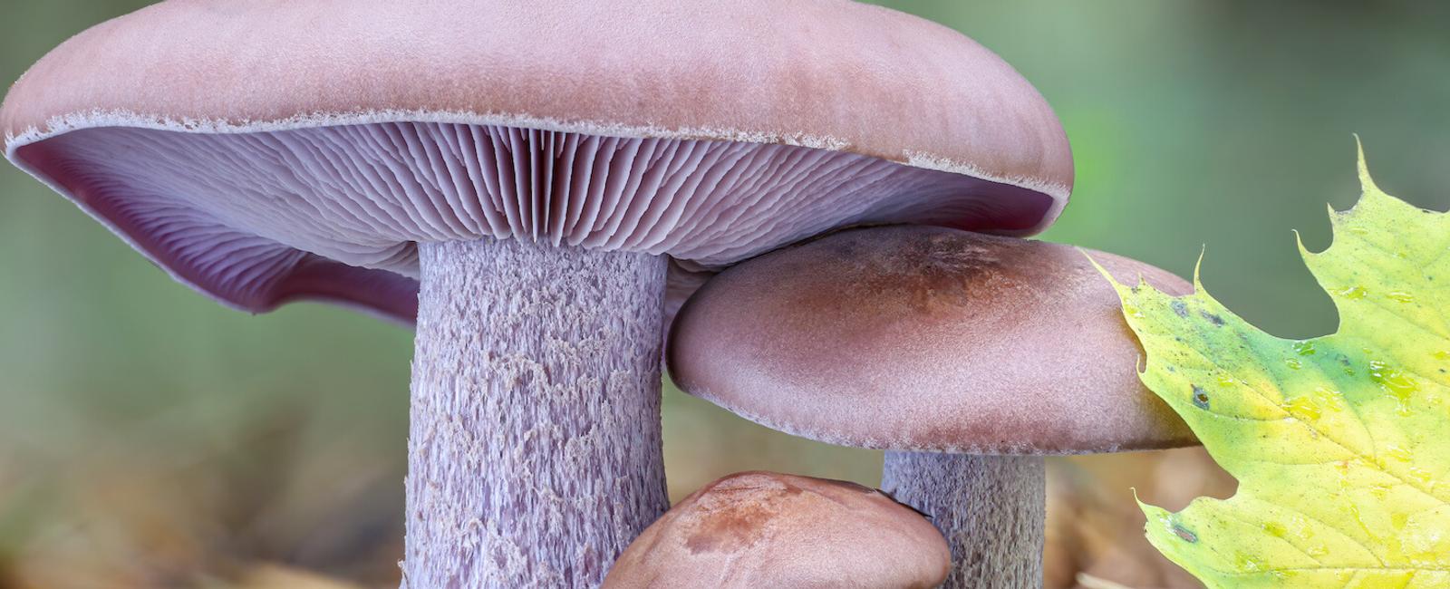 The Complete Guide to Blewit Mushrooms