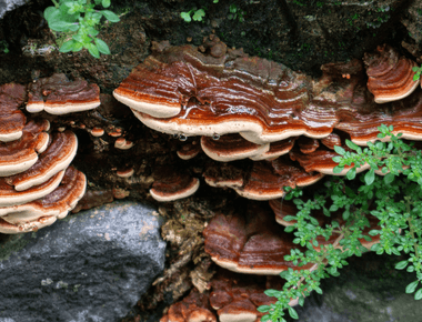 New Study Affirms Reishi Mushrooms' Impact on Liver Diseases