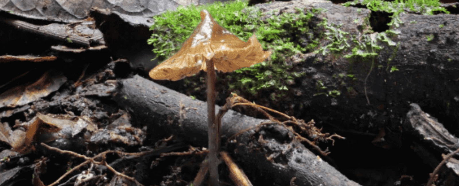 Mycologist Paul Stamets Honored with a Newly Discovered Magic Mushroom
