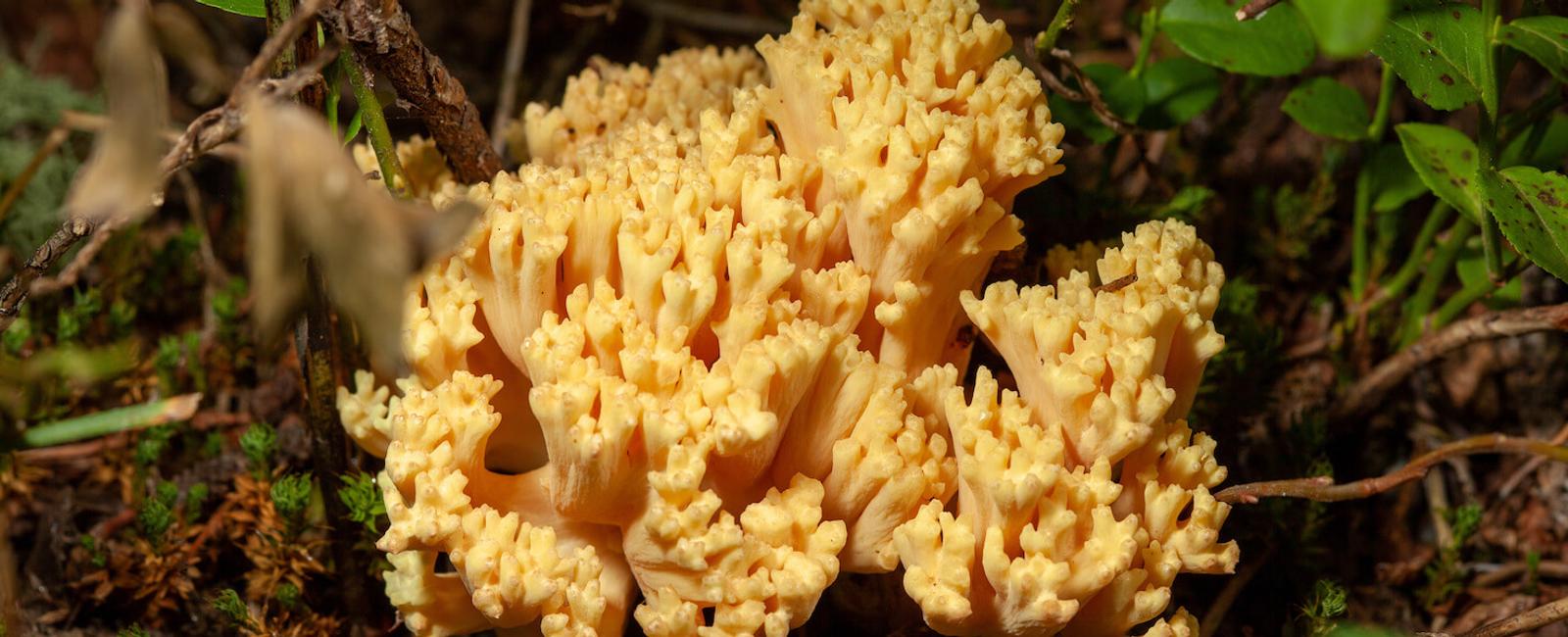 The Complete Guide to Coral Mushrooms