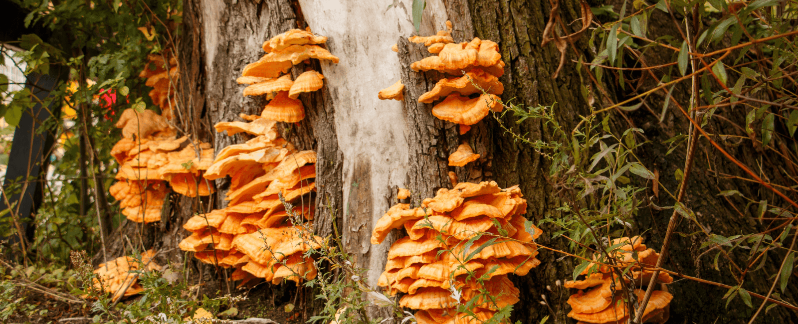 A Guide to Tree-Dwelling Mushrooms: Most Common Kinds and Their Ecological Role
