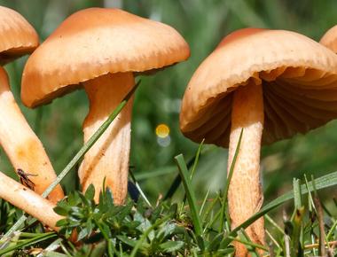 The Complete Guide to Fairy Ring Mushrooms