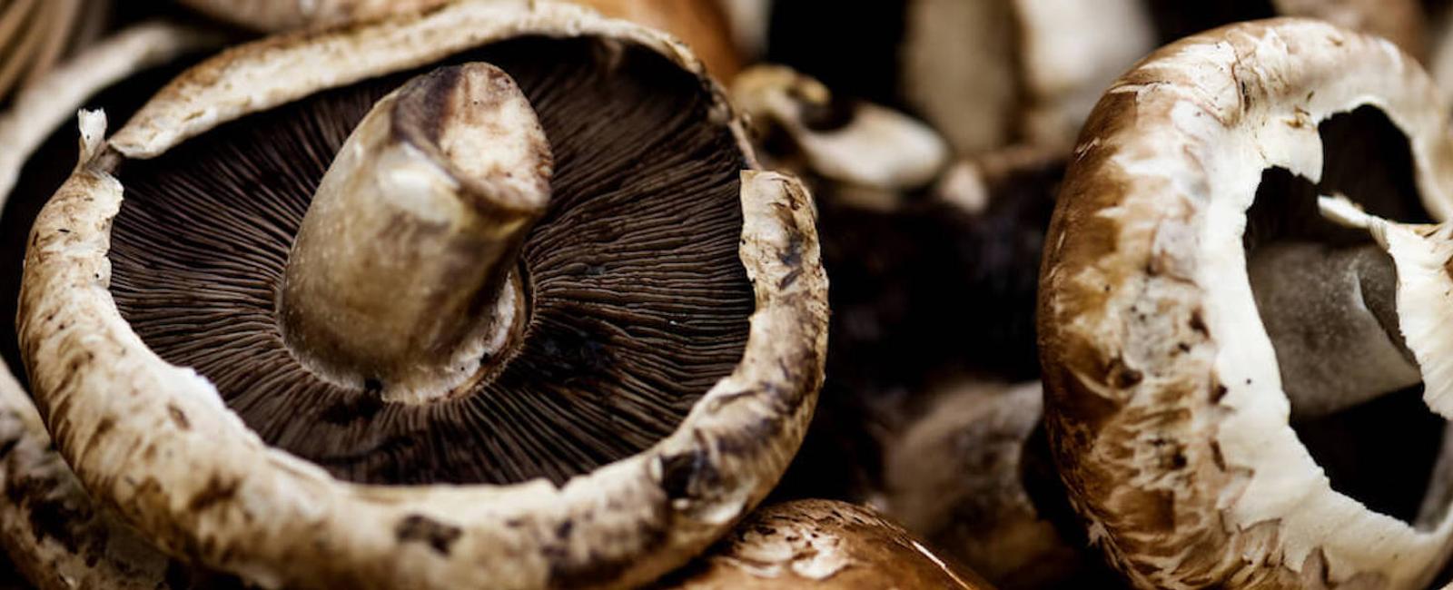 The Complete Guide to Portobello Mushrooms