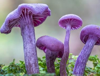 The Complete Guide to Laccaria Amethystina