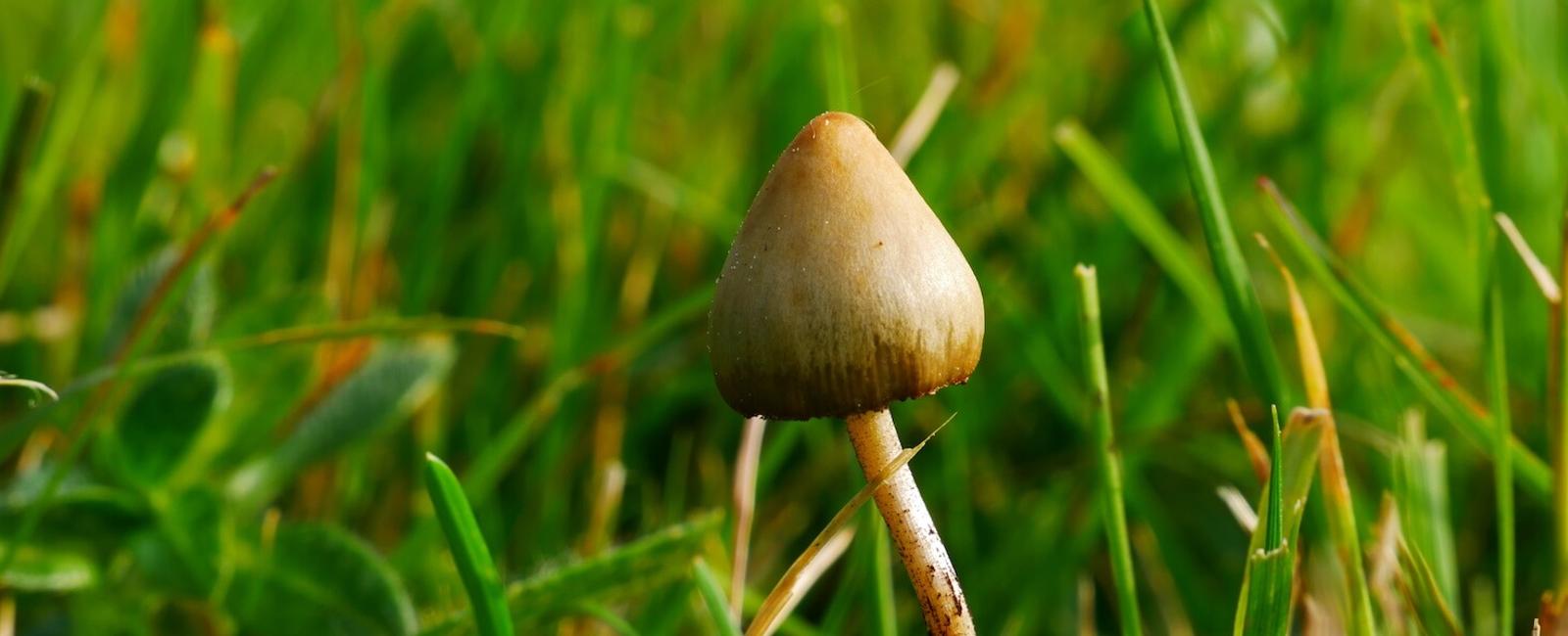 The Complete Guide to Liberty Cap Mushrooms