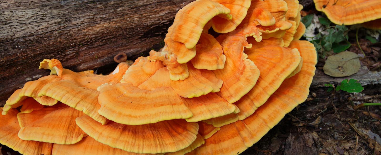 The Complete Guide to Chicken of the Woods Mushroom