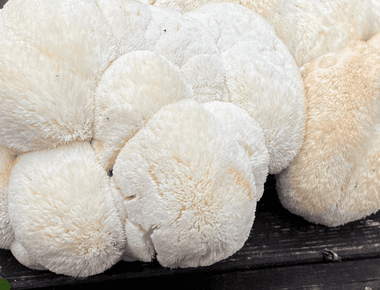 Exploring Natural Remedies: How Supplementing with Lion's Mane Can Help Treat Tinnitus