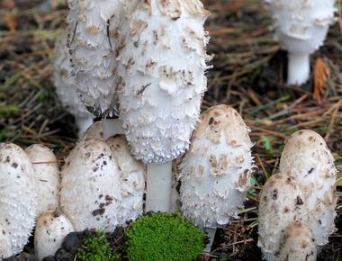 The Complete Guide to Shaggy Mane Mushrooms