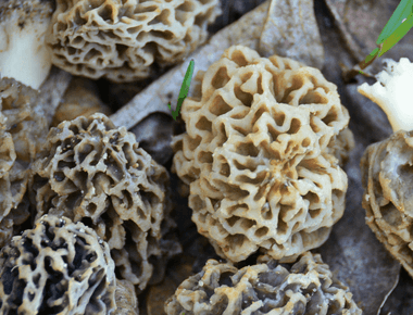 Declining Morel Mushrooms Spark Concerns Over Climate Change and Conservation