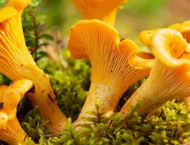 The Complete Guide to Chanterelle Mushrooms