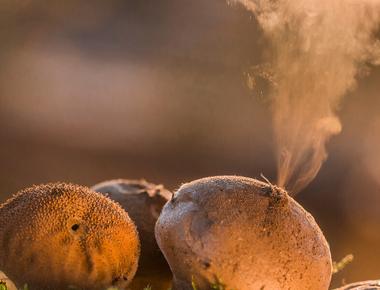 The Complete Guide to Puffball Mushrooms
