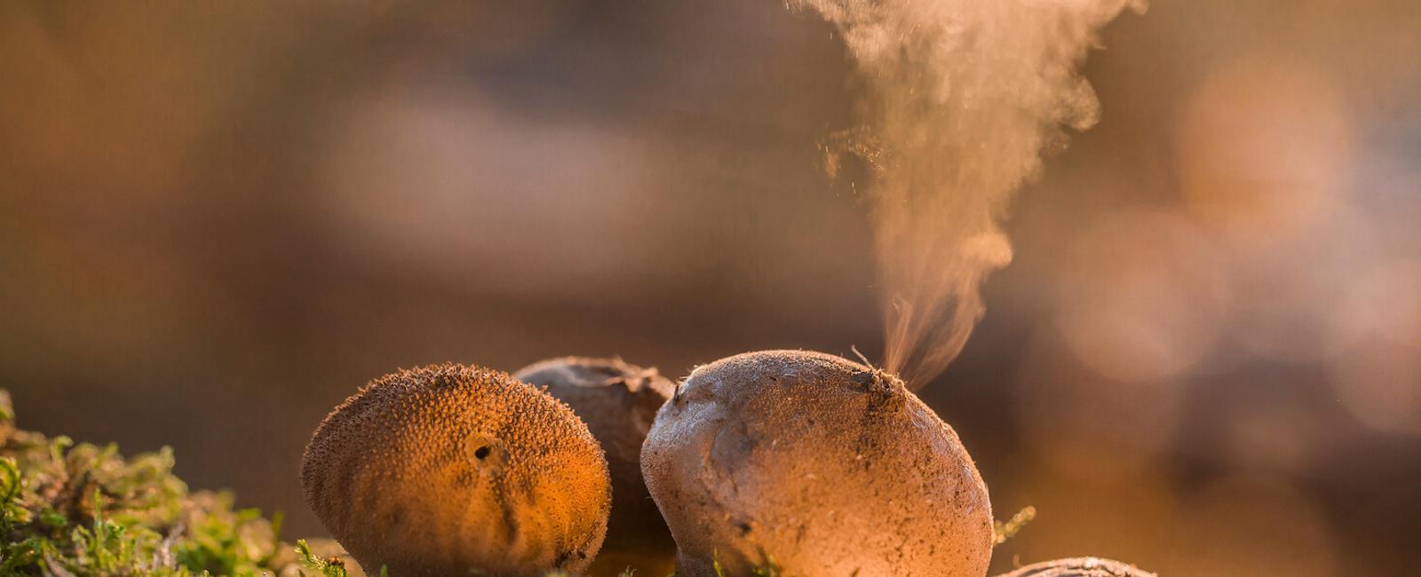 The Complete Guide to Puffball Mushrooms