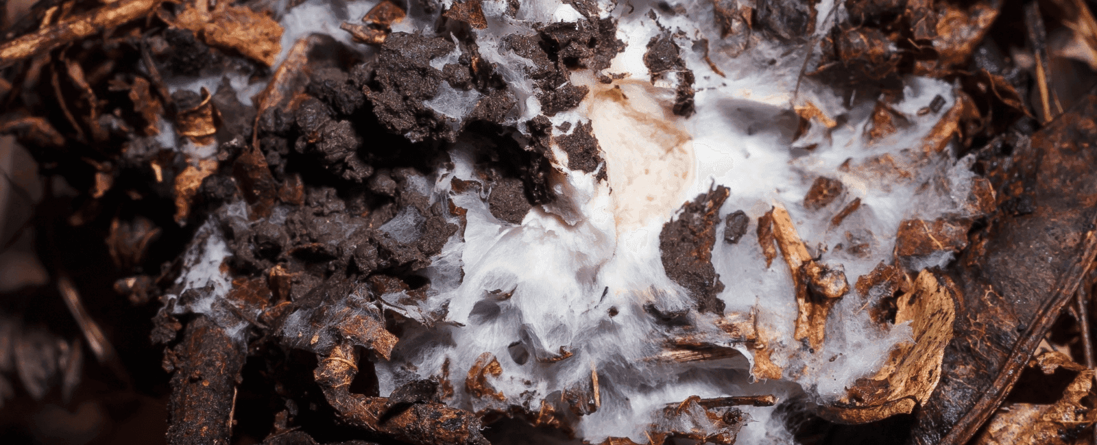 Researchers Create New Biomaterial Derived from Mycelial Pulp