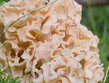 The Complete Guide to Cauliflower Mushrooms
