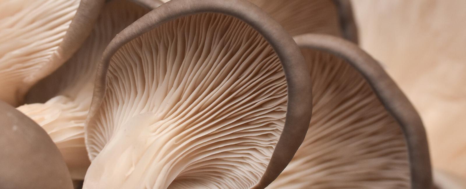 The Complete Guide to Oyster Mushrooms