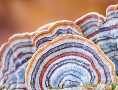 The Complete Guide to Turkey Tail Mushrooms
