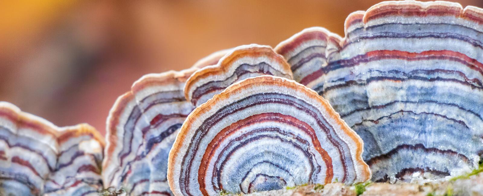 The Complete Guide to Turkey Tail Mushrooms
