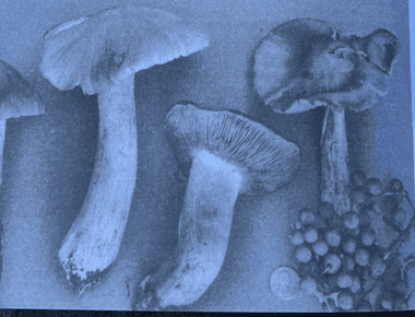 Rare Purple Mushroom Documented in Arizona for First Time