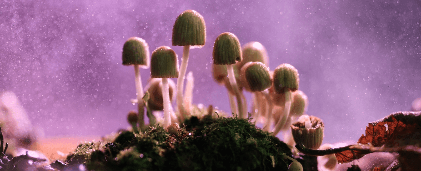 Scientific Review Evaluates the Safety Profile of Psychedelics for Individuals with Epilepsy