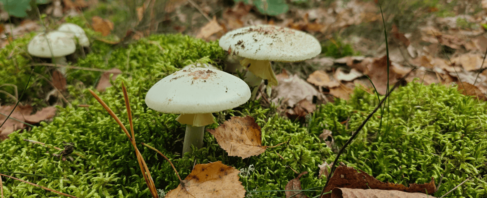 New Study Finds 'Death Cap' Mushrooms Can Reproduce Solo