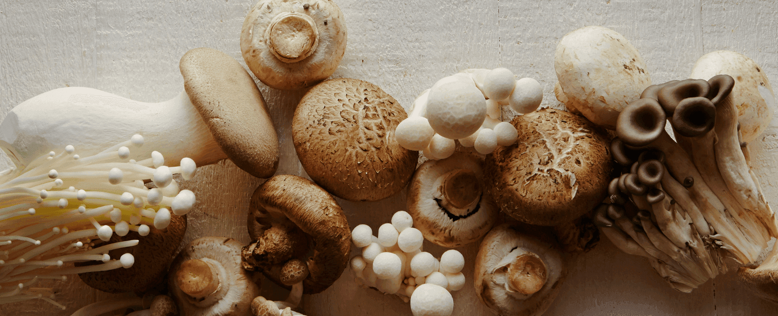 The Heath Benefits of Mushrooms: How Fungi Fuel Health and Fight Disease