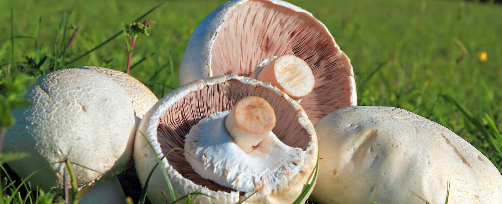 The Complete Guide to Button Mushrooms