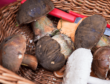 12 Helpful Gifts for Mushroom Hunters and Fungi Wildcrafters