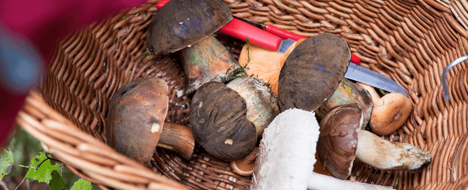 12 Helpful Gifts for Mushroom Hunters and Fungi Wildcrafters