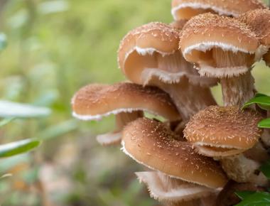 The Complete Guide to Honey Fungus