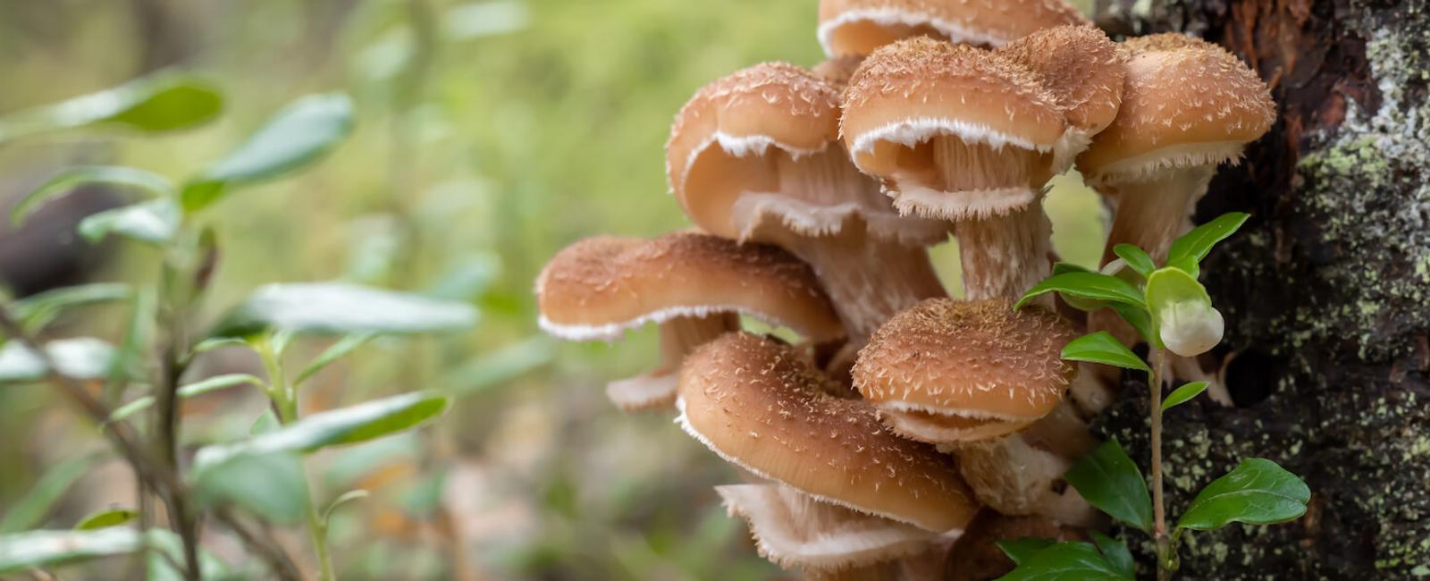 The Complete Guide to Honey Fungus