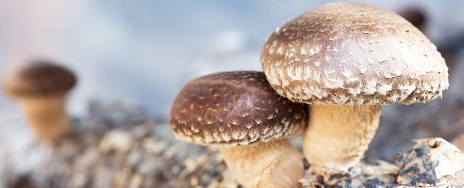 The Complete Guide to Shiitake Mushrooms