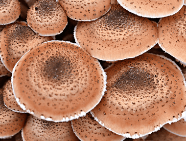 The Biggest Living Organism on Earth is Actually a 2,400+ Acre Fungus