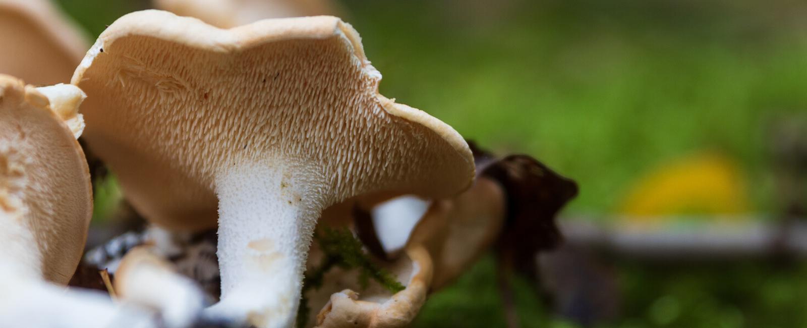 The Complete Guide to the Hedgehog Mushroom