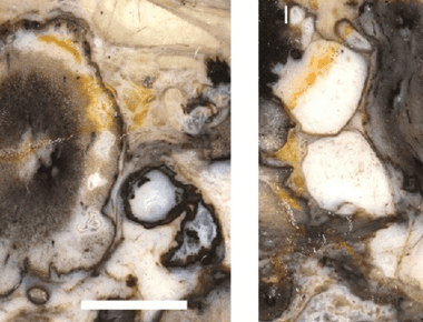 Beatrix Potter's Namesake Fungus Discovered as Oldest Plant Pathogen