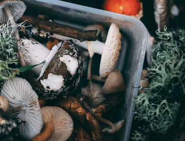 The Mushroom Forums That Cultivate Community