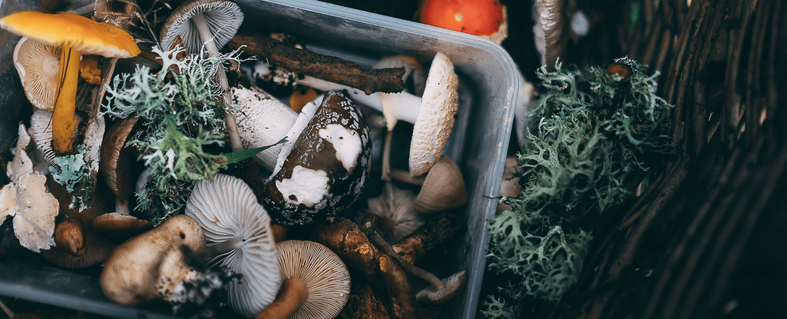 The Mushroom Forums That Cultivate Community